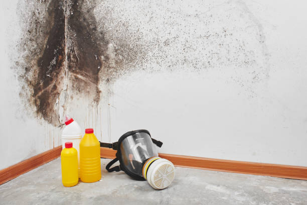 Professional Mold Remediation in Oak Hill, FL